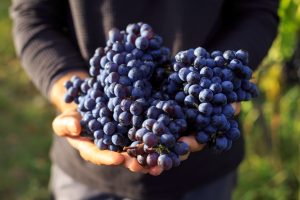 Holding a bunch of grape in the hands